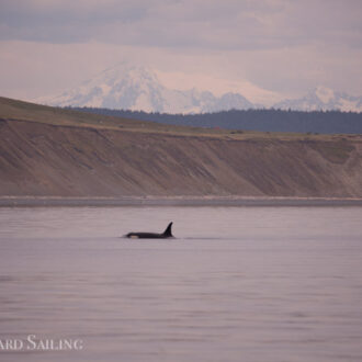 Circumnavigating San Juan Island seeing Resident orcas, porpoises and a humpback whale