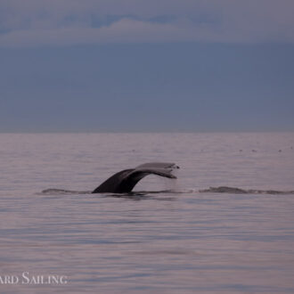 McArthur Bank with Humpback whale known as BCZ0298 “Split Fin”.