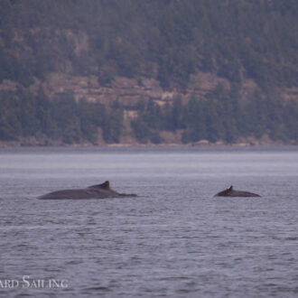 Humpback whale BCY0324 “Big Mama” and her new calf