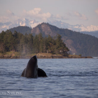 Sunset short sail with T123 Biggs Orcas