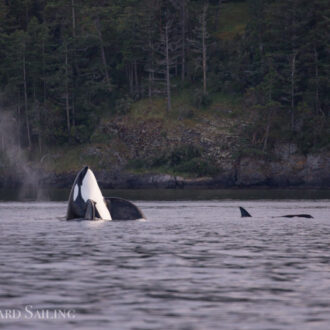 Proposal sail with Orcas T123’s and T41’s outside Friday Harbor