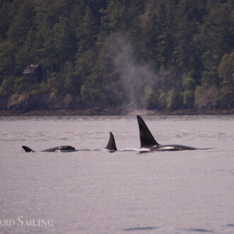 Orcas T123’s followed by a pair of humpbacks (BCZ0414 Zephyr and friend)