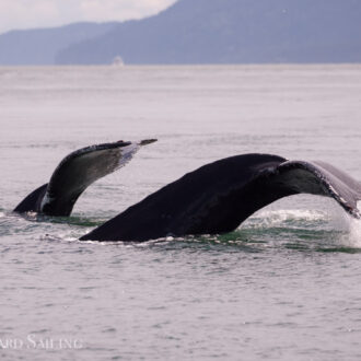 Humpbacks BCX1251 “Orion” and BCX1057 “Divot”, Bald eagle and Peregrine chicks