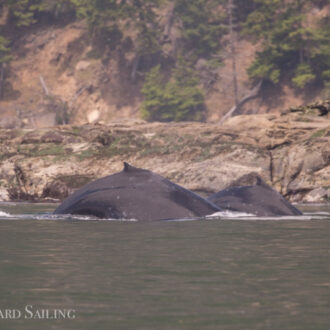 Humpback whales BCX1251 “Orion” and BCX1057 “Divot”, Bald eagles & Peregrine falcons