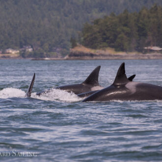 Orcas T123’s and T137’s by Obstruction Island