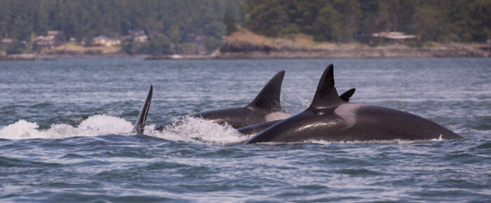 Orcas T123’s and T137’s by Obstruction Island Orcas T123’s and T137’s by Obstruction Island