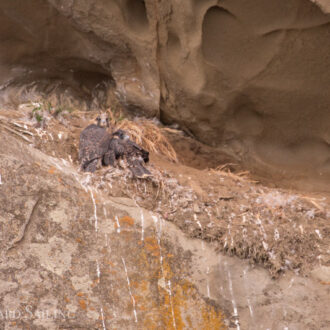 Orcas T124A2’s and T49A2 & Peregrine chicks by Saturna Island