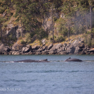 Humpback BCY0324 “Big Mama” and her newest calf pass Friday Harbor