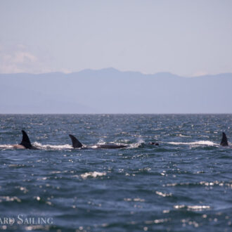 Circumnavigating San Juan Island with views of Southern Resident Orcas