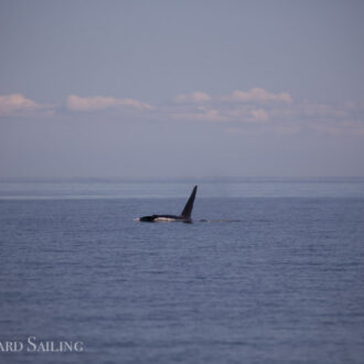 Biggs Orcas T123’s by Moresby and Southern Resident J Pod Orcas