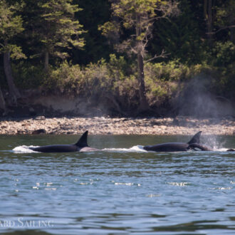 Orcas T65A’s and T77 with T77E by Anacortes & a Humpback by Cypress