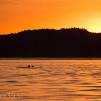 Orcas T36A’s near Waldron in the sunset