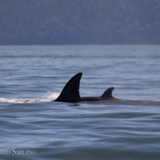 Orcas T36A’s and new calf south of Flattop Island