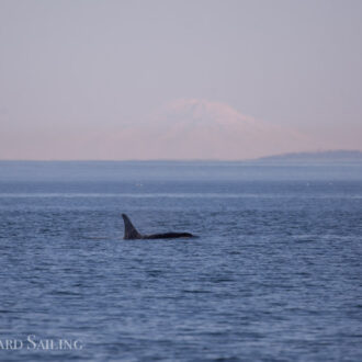 Southern Resident orcas from J Pod and Minke Whales