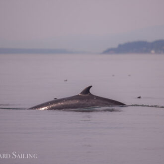 Minke whales, Sea otter, Sea lions plus more