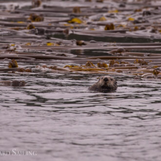 Sea otter near Turn Rock