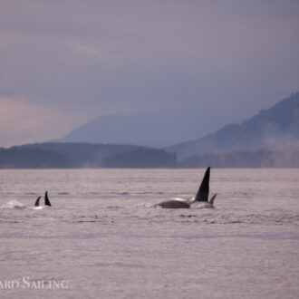 Orcas T123’s in Spieden Channel