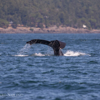 Sailing with Humpback whale BCX0915 “Fallen Knight”