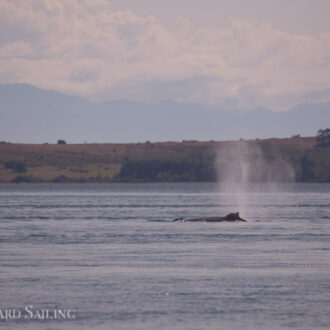 Humpback whale BCX0915 “Fallen Knight”