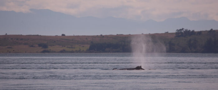 Humpback whale BCX0915 “Fallen Knight” Humpback whale BCX0915 “Fallen Knight”
