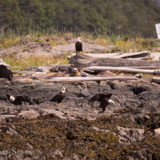 Eagle paloolza and our first seal pup sighting this year