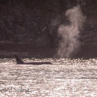 Biggs/Transient Orcas T49C with T49A2 in Friday Harbor