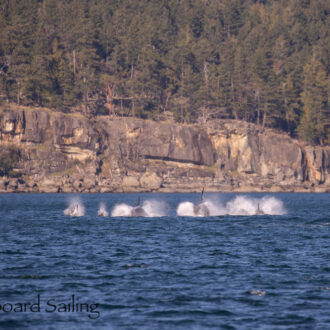 Southern Resident J Pod Orcas chase Biggs Orcas T34’s, T37’s and T65A’s