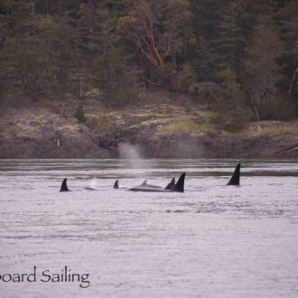 Southern Resident J Pod northbound near Friday Harbor