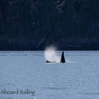 Southern Resident J Pod Orcas southbound San Juan Channel