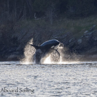 Biggs/Transient Orcas T49A’s in Westsound, Orcas Island