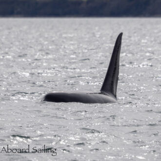 Southern Resident J Pod Orcas near Friday Harbor and T49C and T49A2 in Lopez Sound