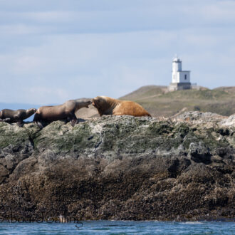 South to Whale Rocks and Long Island