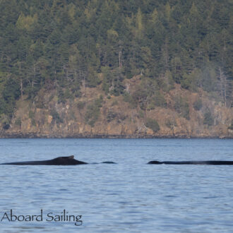 Humpbacks BCX1068 ‘Split Fluke’ & BCY0458 ‘Raptor’ in Rosario Strait