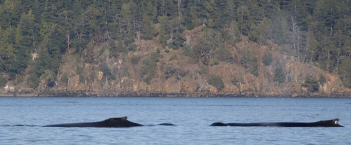 Humpbacks BCX1068 ‘Split Fluke’ & BCY0458 ‘Raptor’ in Rosario Strait Humpbacks BCX1068 ‘Split Fluke’ & BCY0458 ‘Raptor’ in Rosario Strait