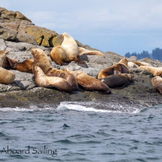 Exhilarating Sailing Day