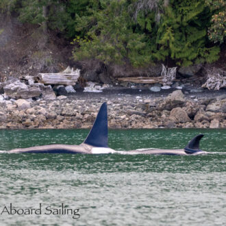 Finding Biggs/Transient Orcas T49A1 and T65A5 by Yellow Island