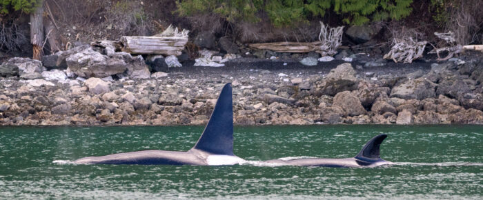 Finding Biggs/Transient Orcas T49A1 and T65A5 by Yellow Island Finding Biggs/Transient Orcas T49A1 and T65A5 by Yellow Island