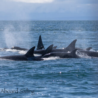 Biggs/Transient orcas T36A’s, T49A1, T124A’s, T124C, T125A and T128 & J Pod