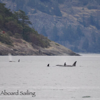 Southern Resident J pod orcas near Flattop Island