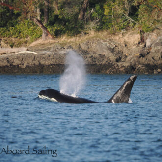 A visit to Yellow Island & Biggs/Transient Orcas T100’s outside of Friday Harbor
