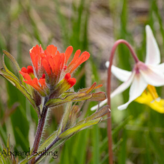 Wildflowers on Yellow Island