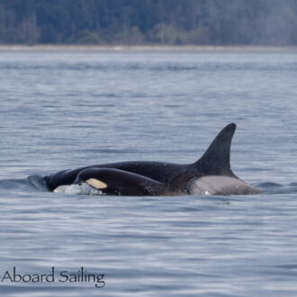 Biggs/Transient Orcas T49A’s and a sail around Stuart Island