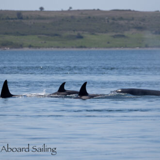 Sailing with 3 orca families: T75B’s, T99’s, T65A’s