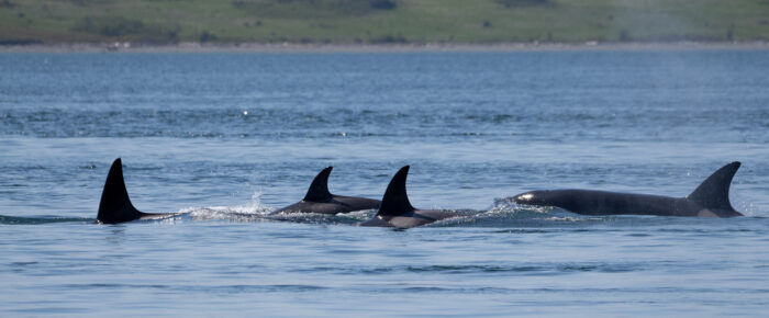 Sailing with 3 orca families: T75B’s, T99’s, T65A’s Sailing with 3 orca families: T75B’s, T99’s, T65A’s