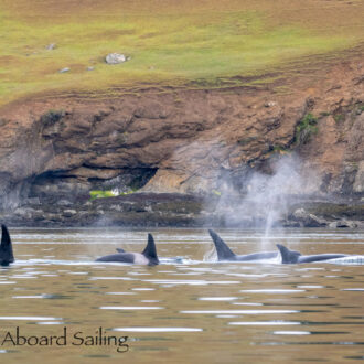 Biggs/Transient Orcas T65A’s hunting in Spieden Channel