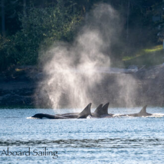 Biggs/Transient Orcas T36A’s, T65, T63, T87, T124A’s & T124C pass Friday Harbor