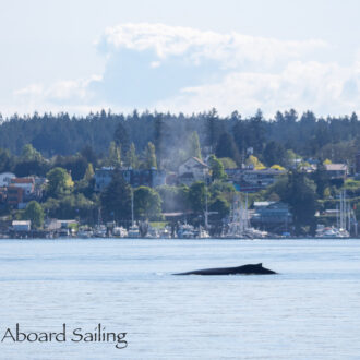 Humpback whale BCX1057 “Divot” passes Friday Harbor