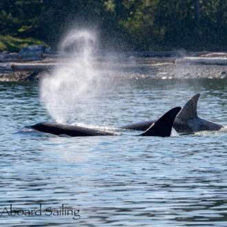 Biggs/Transient Orcas T99’s near Moresby Island