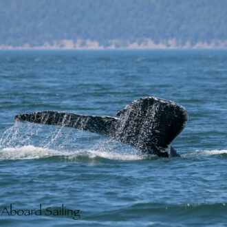 Humpback whale BCX1602 “Lorax” and the outer islands