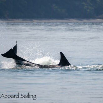 Orcas T124A’s by Waldron and Prolific Wildlife